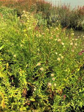 Image of white panicle aster