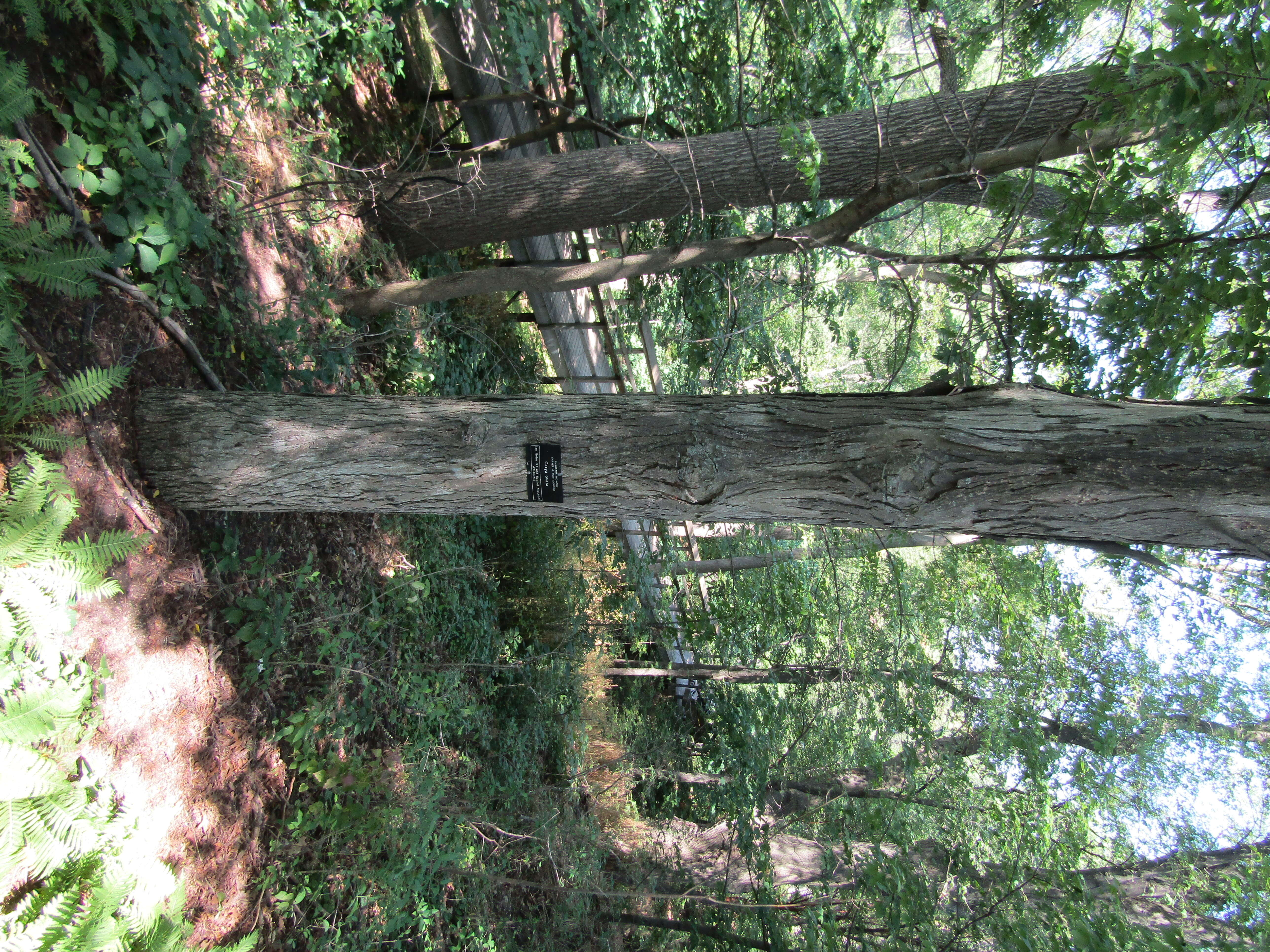 Image of shagbark hickory