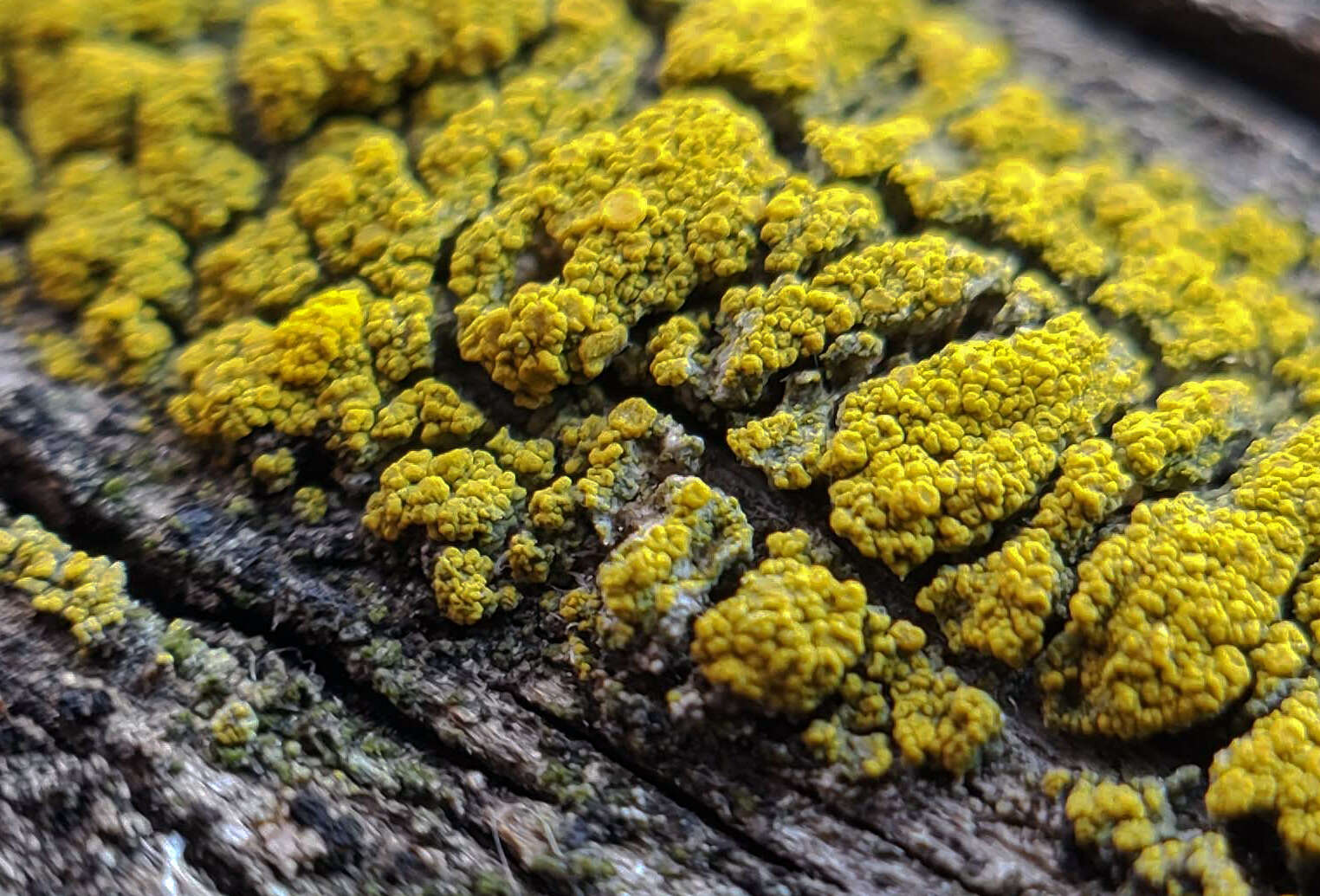 Image of eggyolk lichen