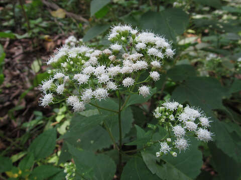 Plancia ëd Ageratina altissima (L.) R. King & H. Rob.