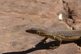 Image of Argus Monitor