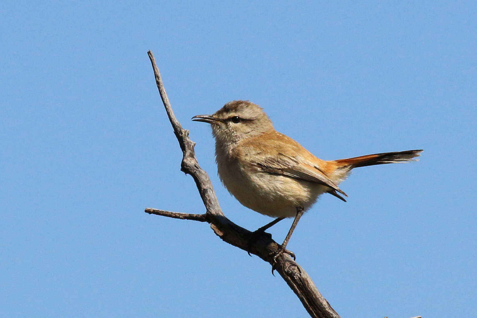 Image of Kalahari Scrub Robin