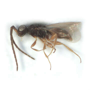 Image of Ceraphronidae