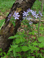 Image of wild blue phlox