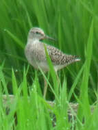 Image of Wood Sandpiper