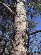 Image of Eucalyptus rudderi Maiden