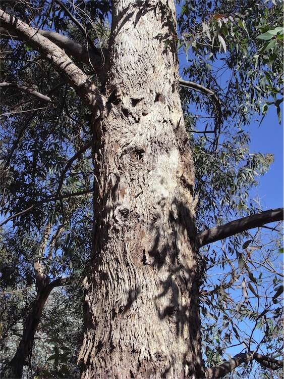 Image of Eucalyptus rudderi Maiden