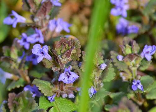 Image of Ground ivy