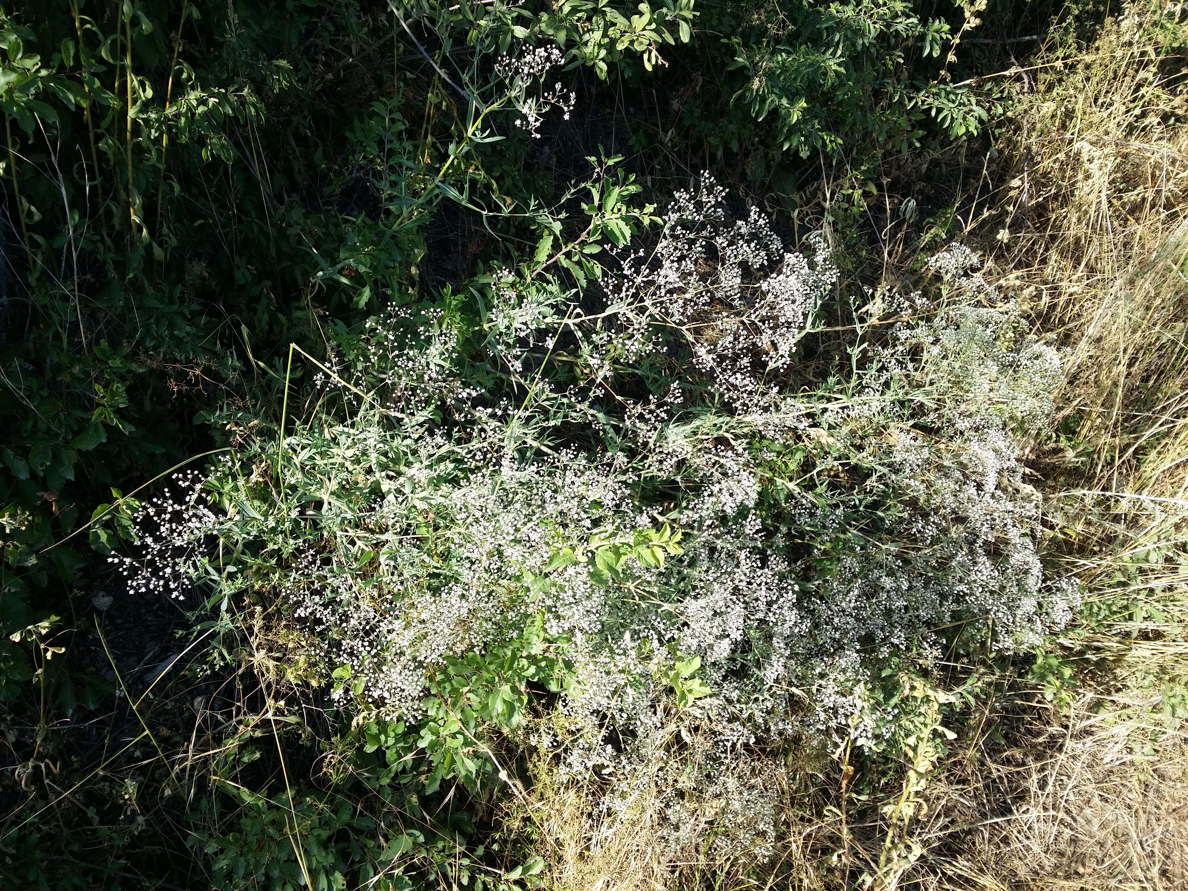 Image de Gypsophila paniculata L.