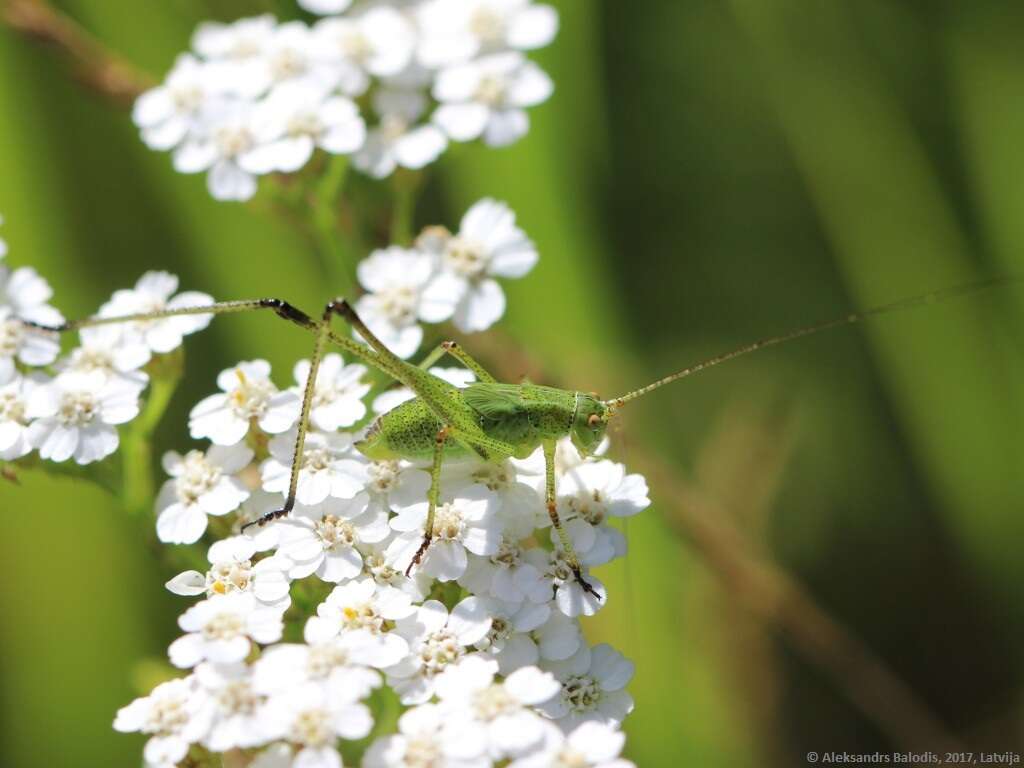 Image of sickle-bearing bush-cricket