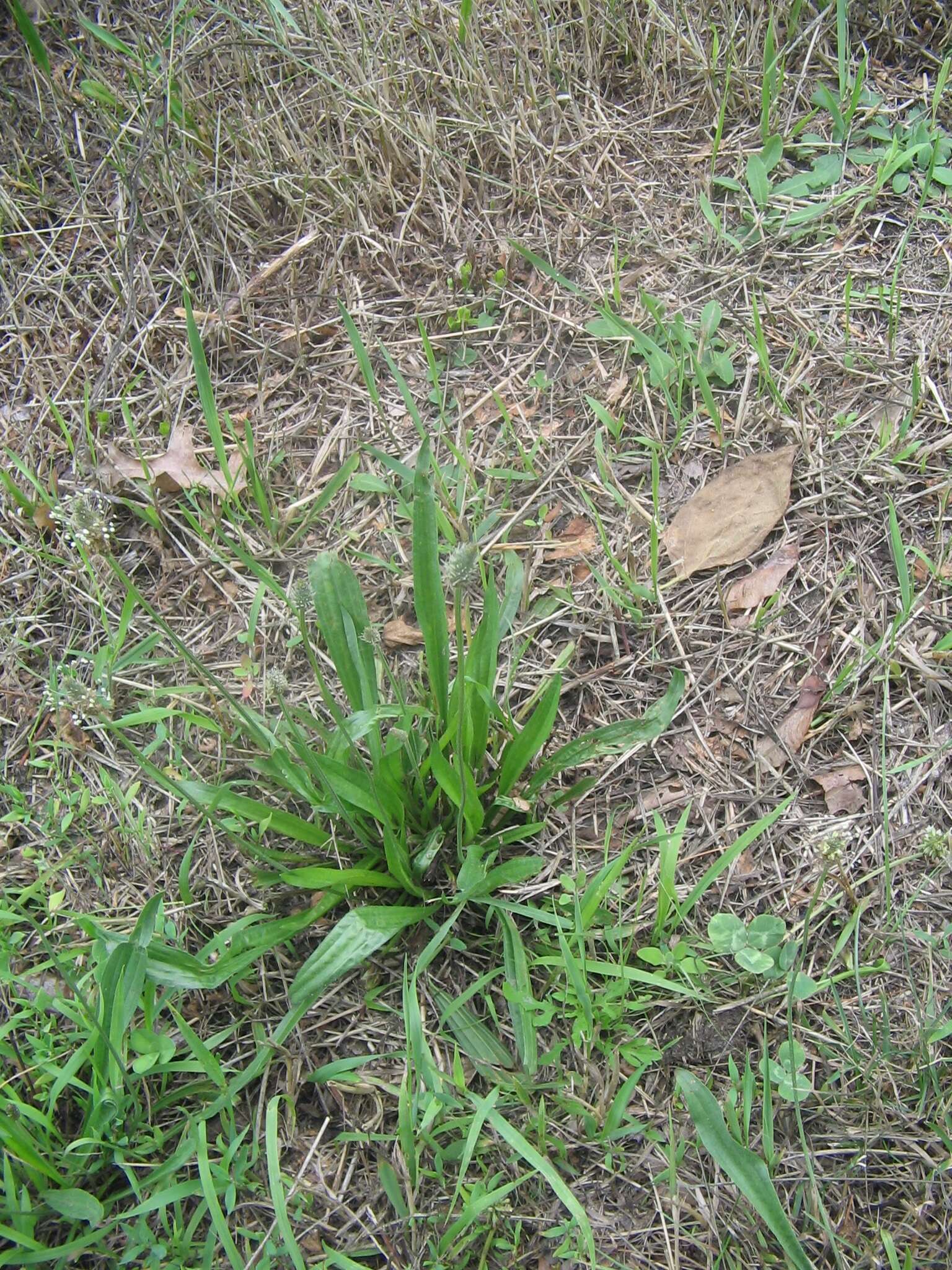 Image of Ribwort Plantain