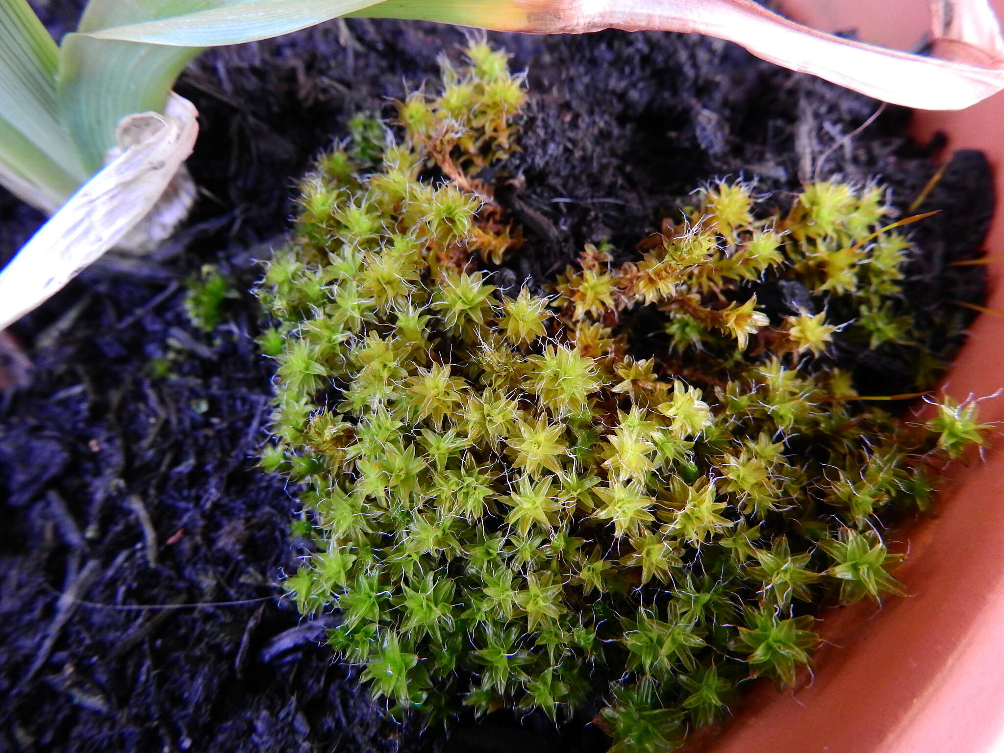 Image of great hairy screw-moss