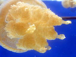 Image of Spotted jelly