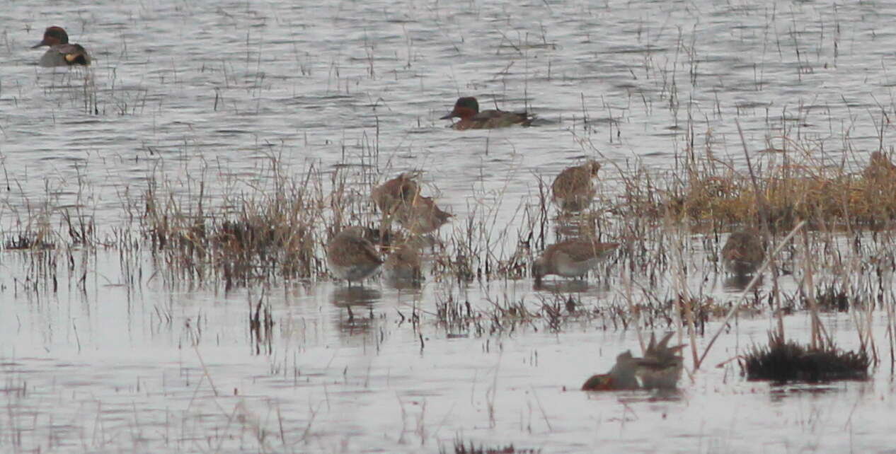 Image of Short-billed Dowitcher