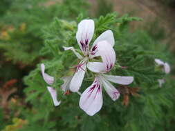 Image of Pelargonium crispum (Berg.) L'Her.