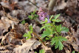 Слика од Corydalis cava (L.) Schweigger & Koerte