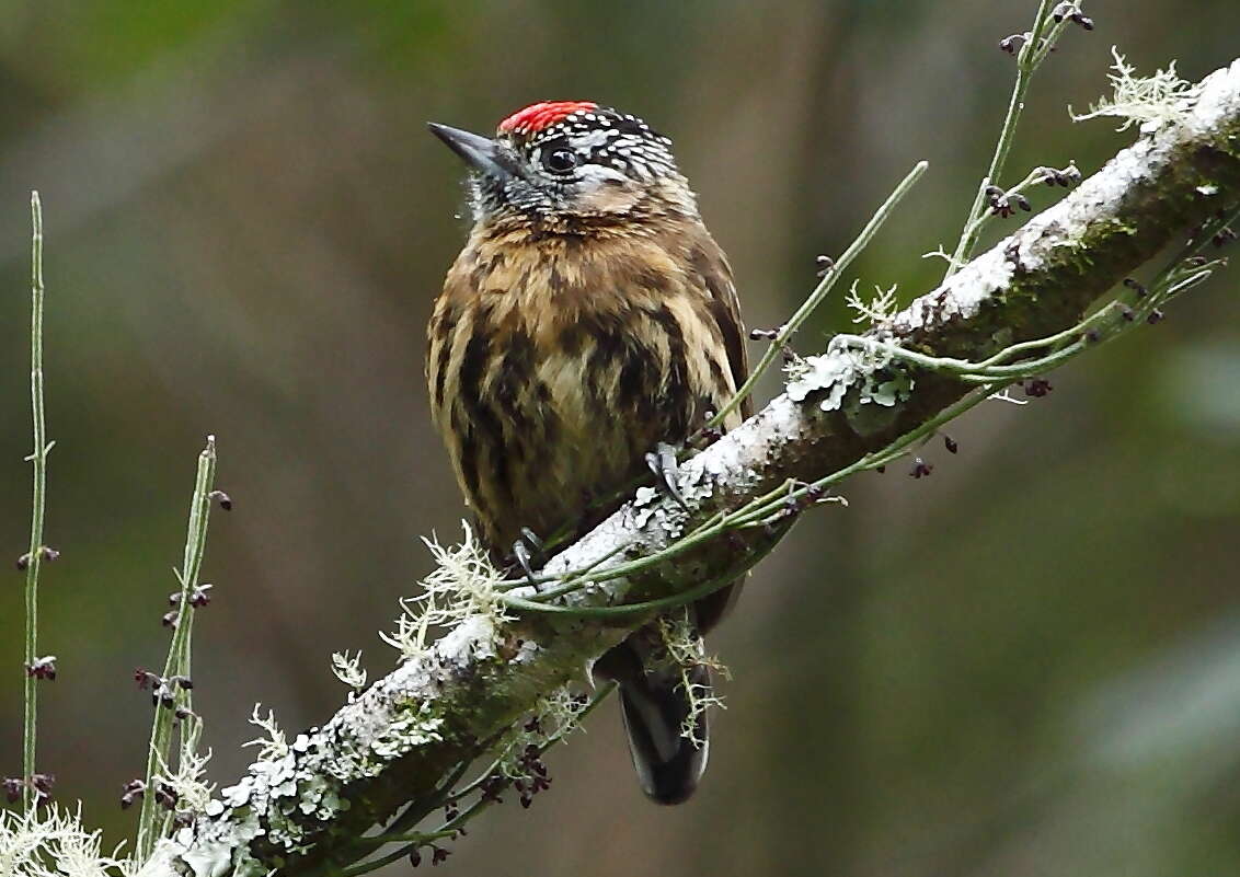 Image of Mottled Piculet