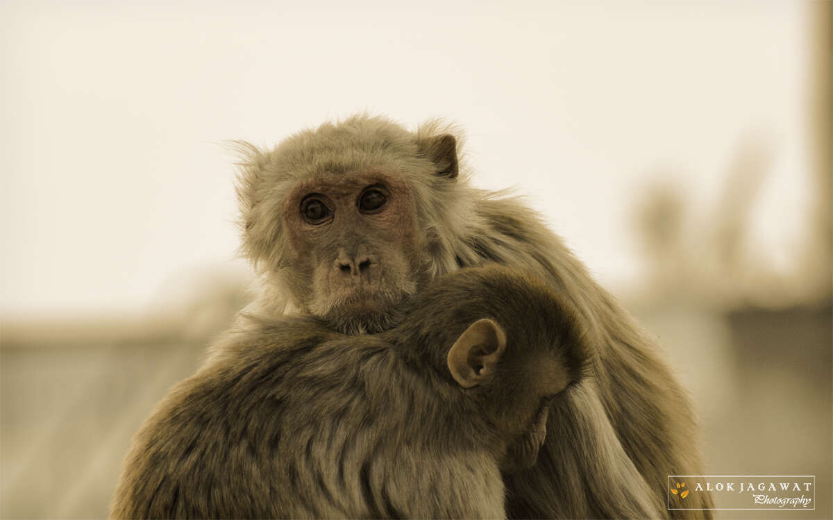 Image of Rhesus Monkey