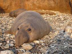 Image of Northern Elephant Seal