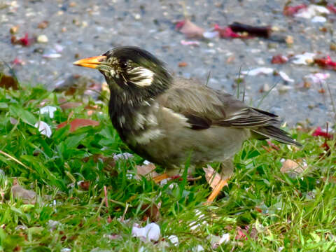 Image of White-cheeked Starling