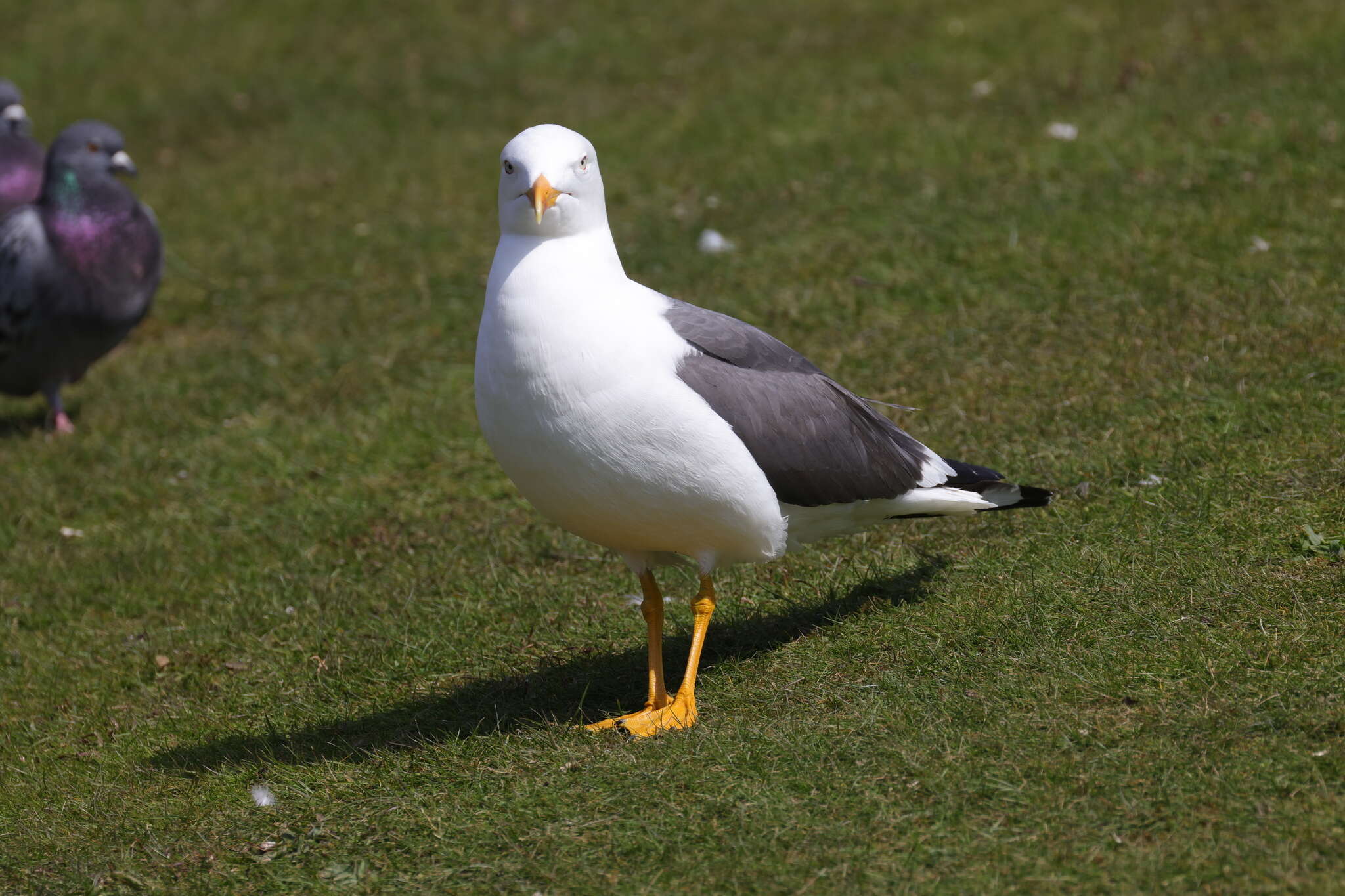 Image of Lesser Black-backed Gull