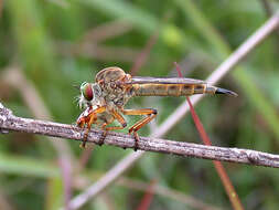 Image of robber flies