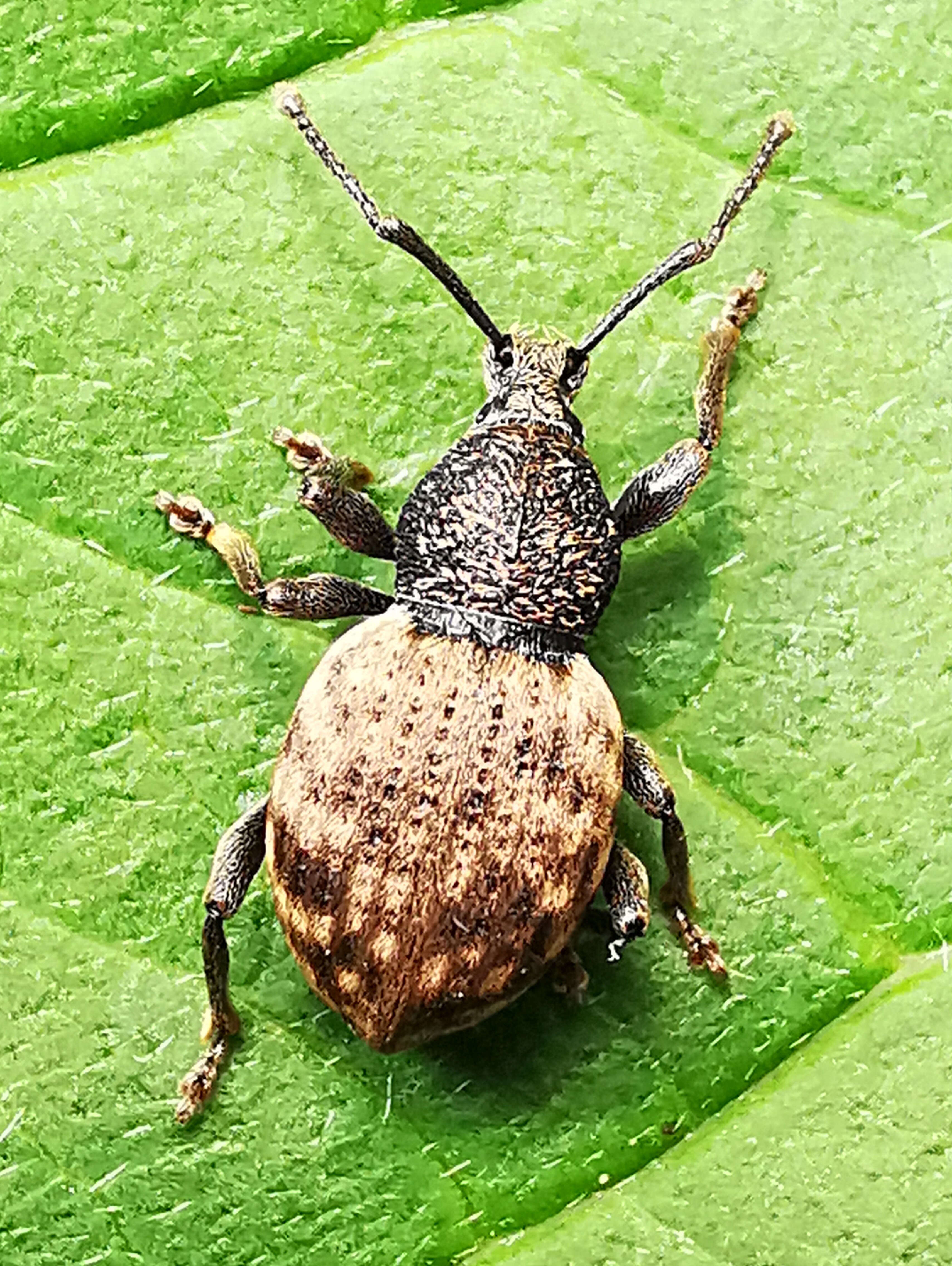 Image de Otiorhynchus (Choilisanus) raucus (Fabricius 1777)