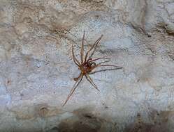 Image of dysderid spiders