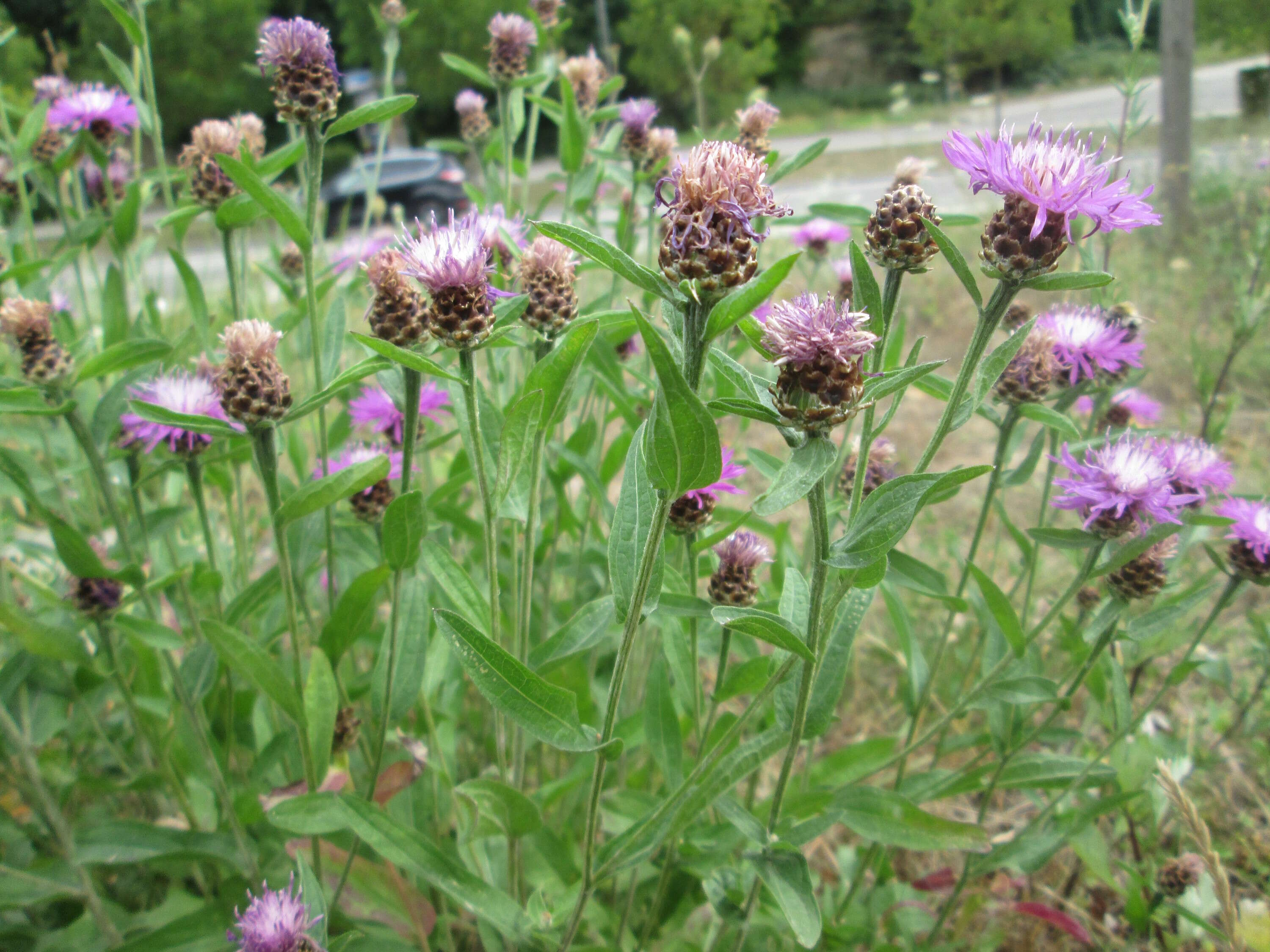 Image of brown knapweed