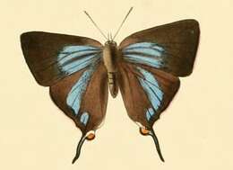 Image of Myrina dermaptera (Wallengren 1857)