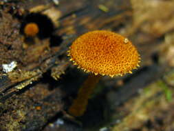 Image of Phaeomarasmius