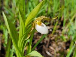 Imagem de Cypripedium candidum Muhl. ex Willd.