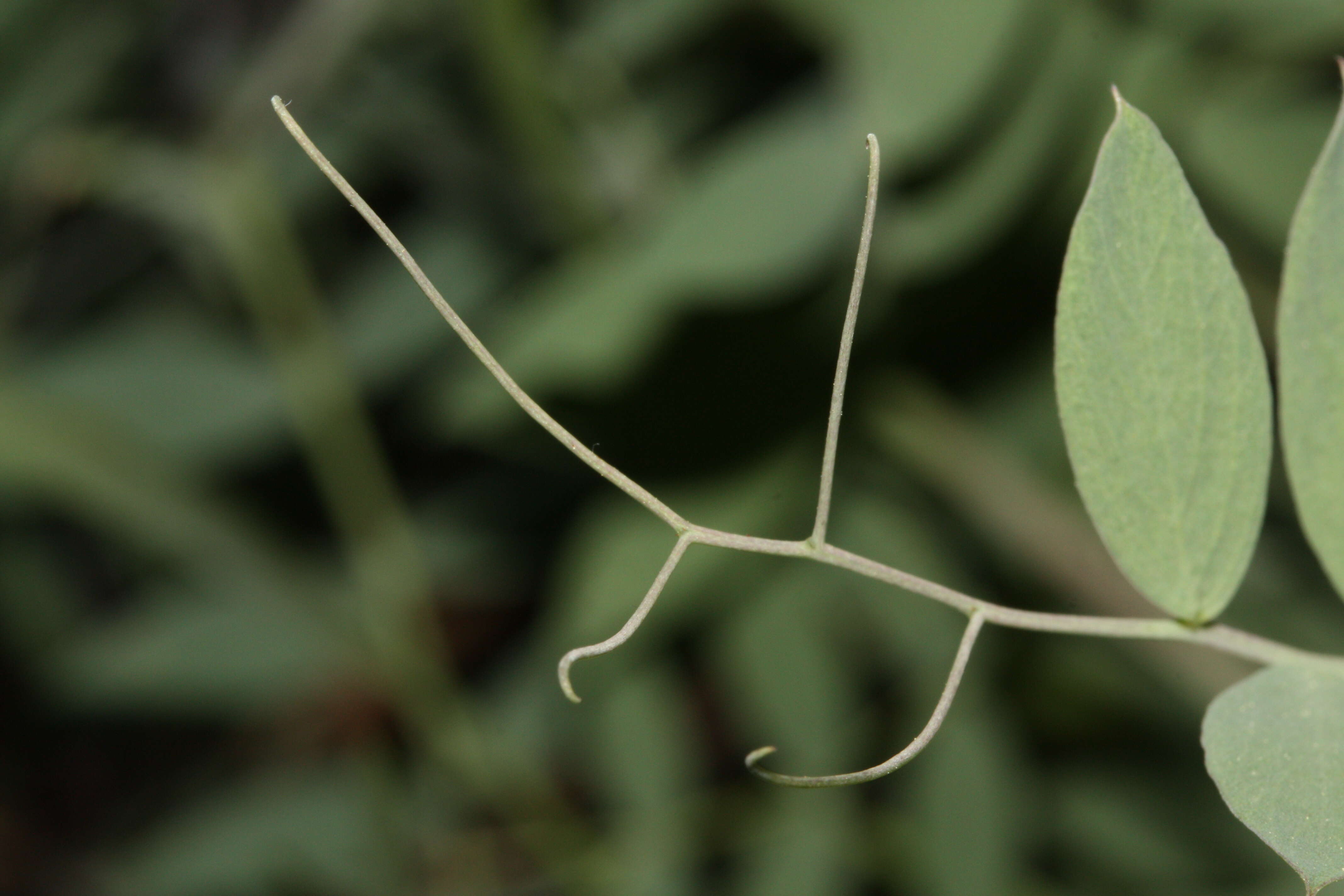 Image of fewflower pea