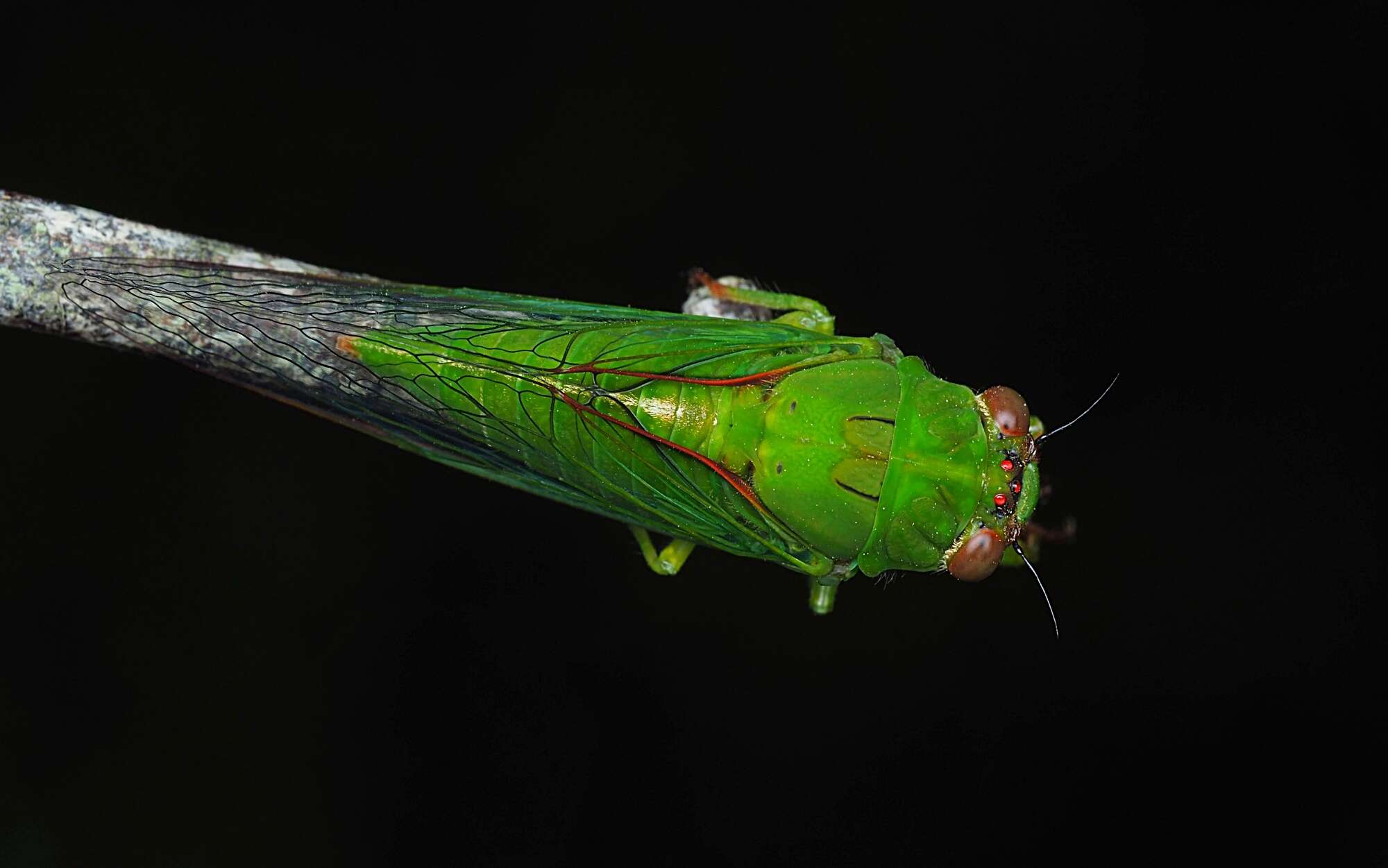 Image of April green cicada