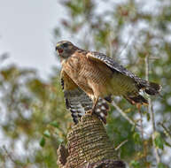 Image of Red-shouldered Hawk