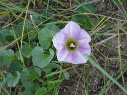 Plancia ëd Calystegia soldanella (L.) R. Br.