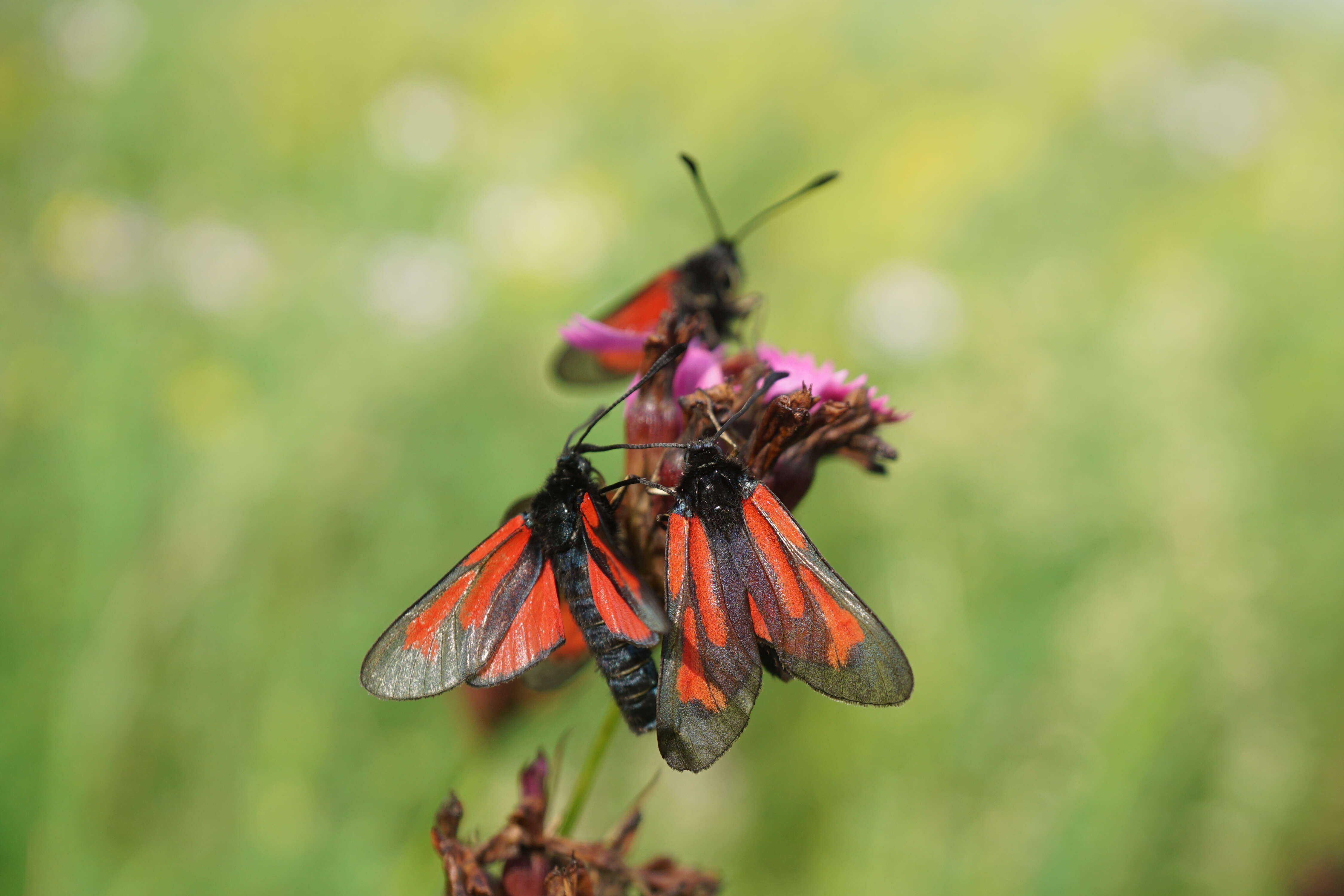 Plancia ëd Zygaena purpuralis Brünnich 1763