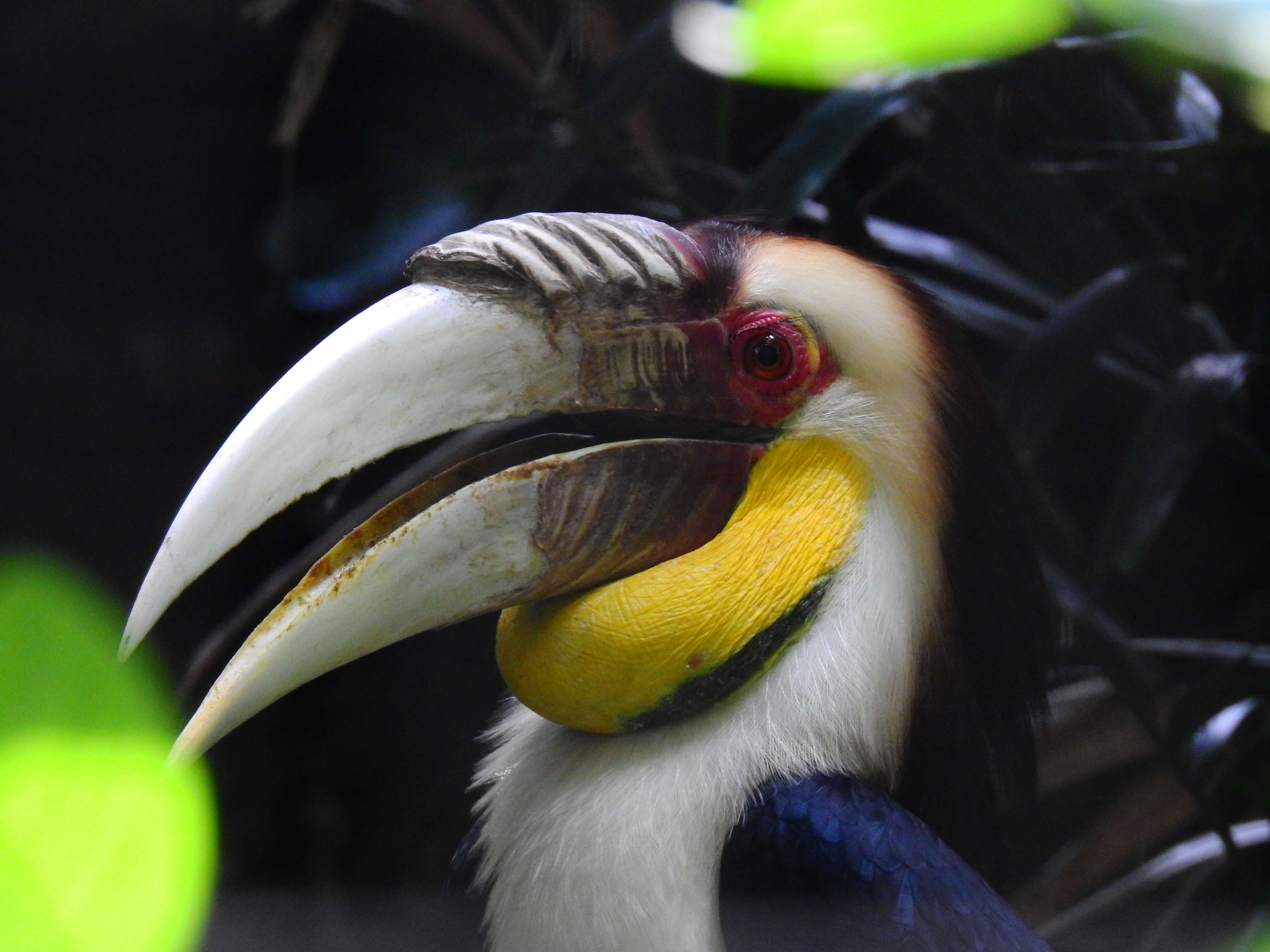 Image of Wreathed Hornbill