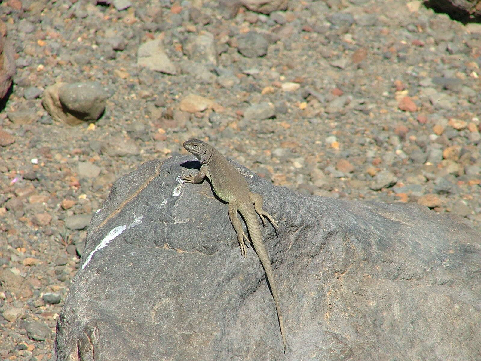 Image of Liolaemus thermarum Videla & Cei 1996