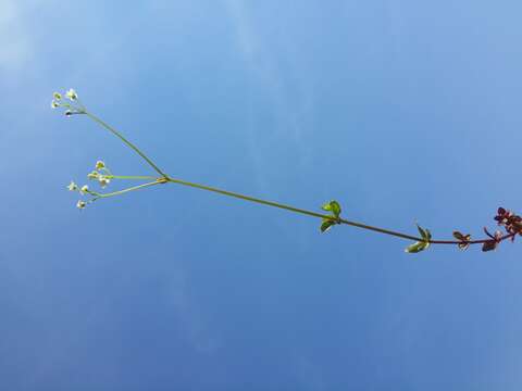 Image of Round-leaved Bedstraw