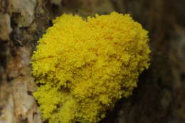 Image of Dog vomit slime mold