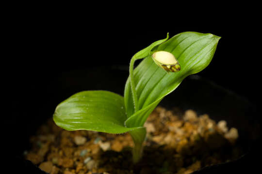 Image of Spotted lady slipper