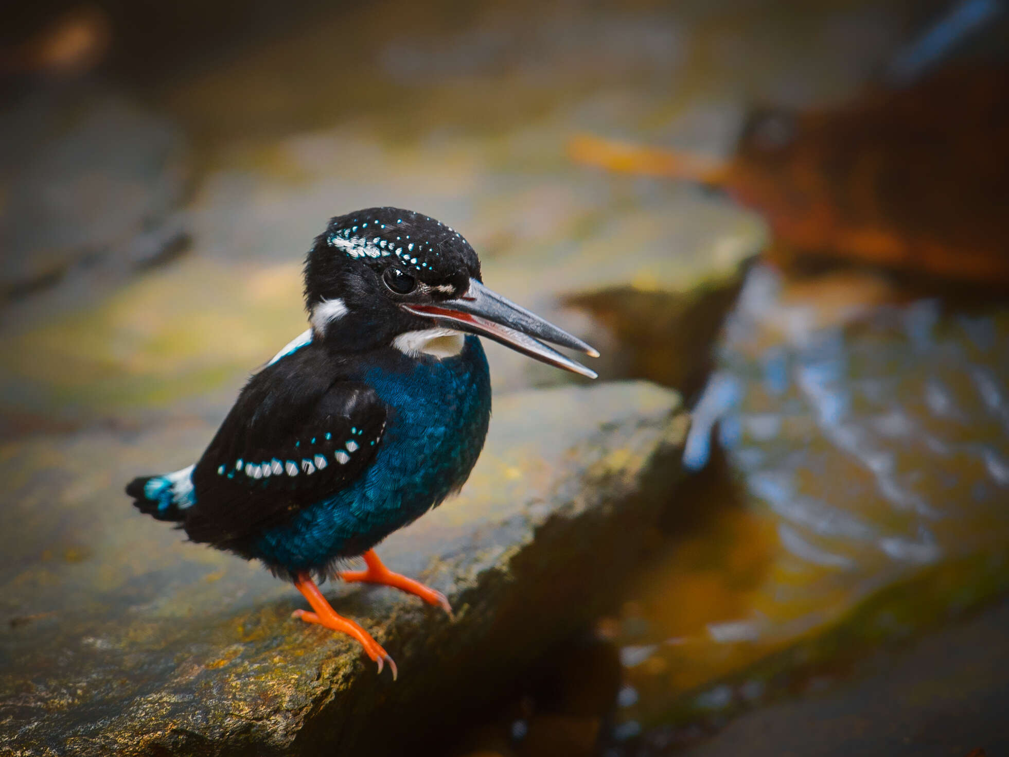 Image of Southern Silvery Kingfisher