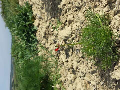 Image of flame adonis