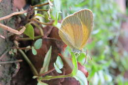 Image of Broad-bordered Grass Yellow