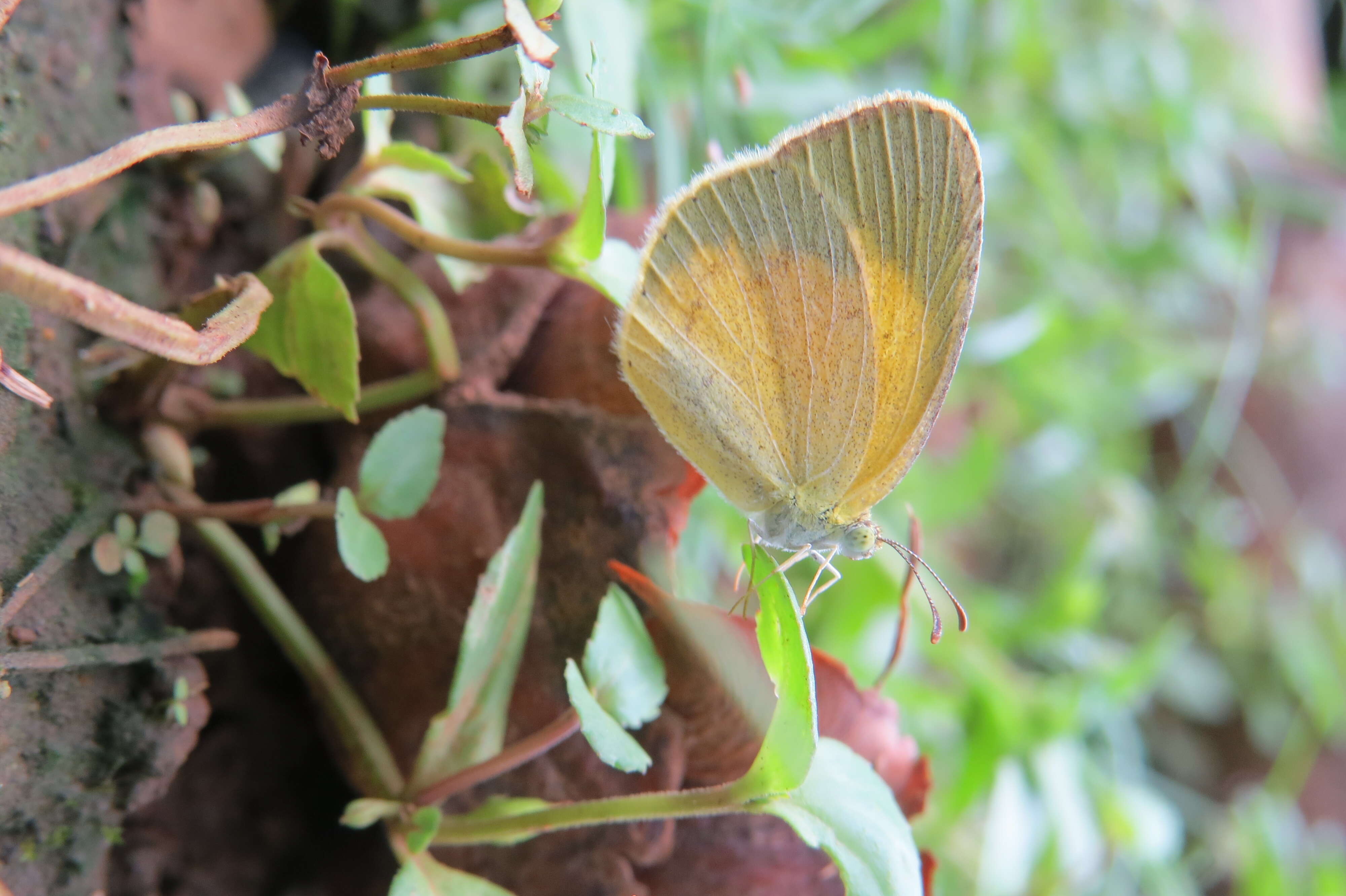 Image of Broad-bordered Grass Yellow