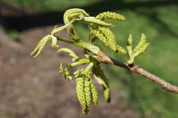 Image of bitternut hickory