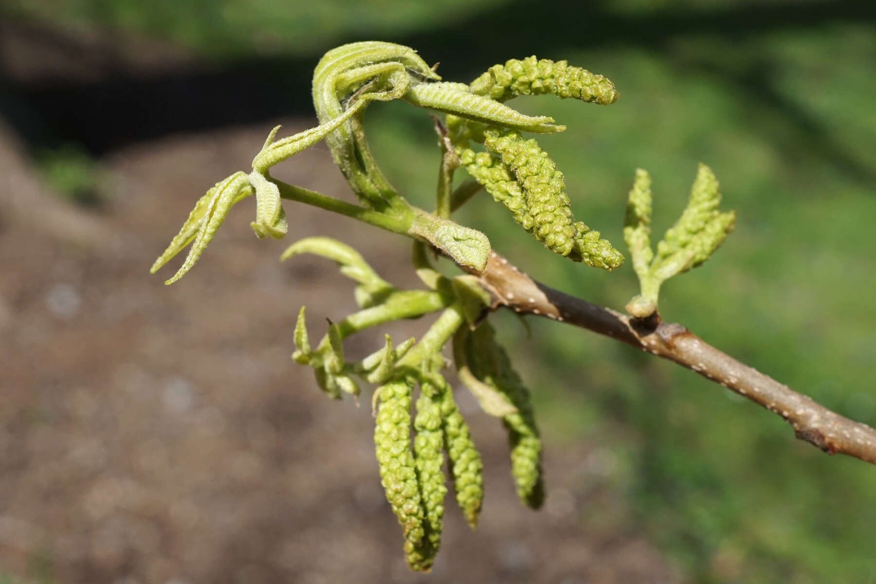 Image of bitternut hickory