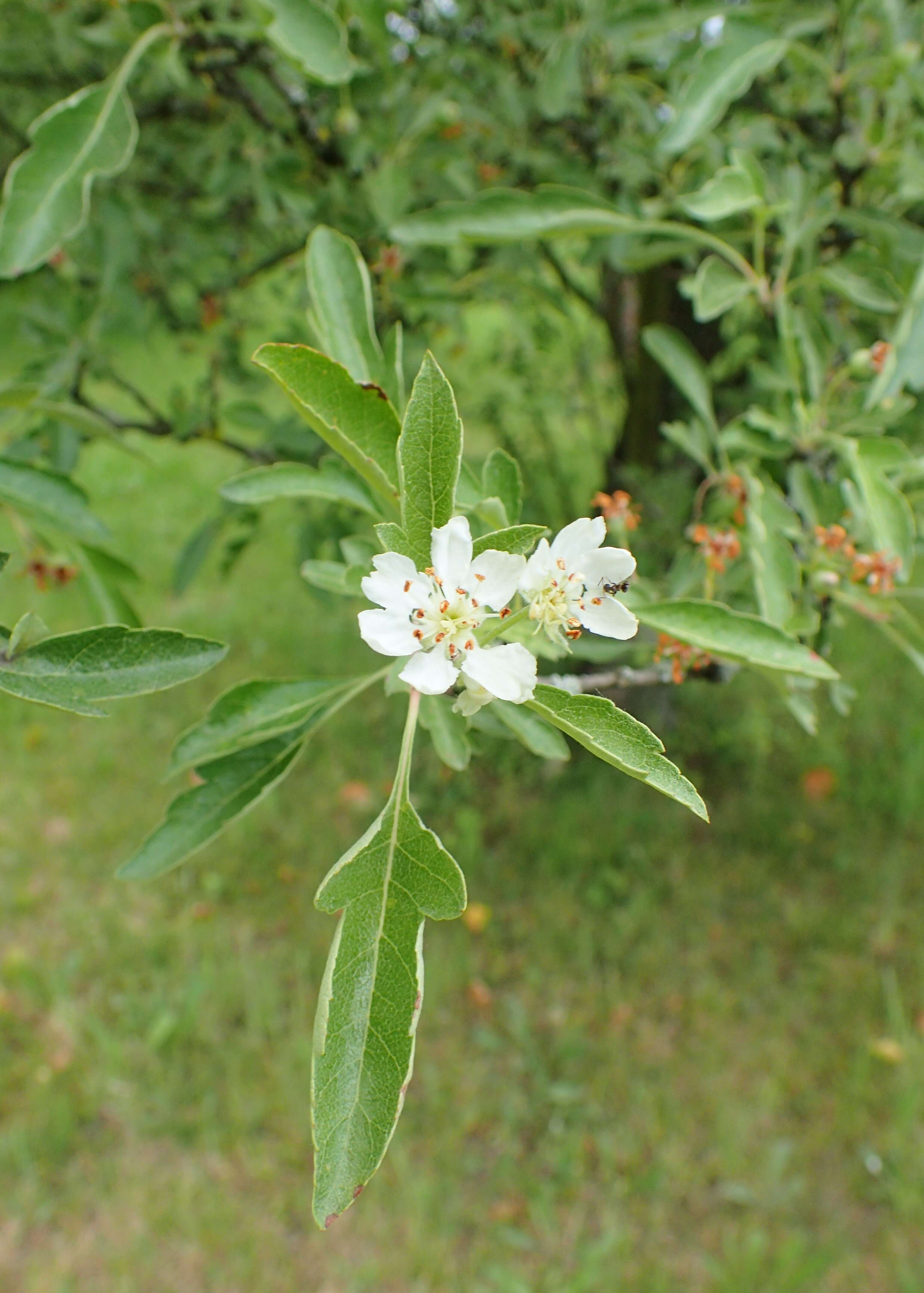 Malus transitoria (Batalin) C. K. Schneid. resmi