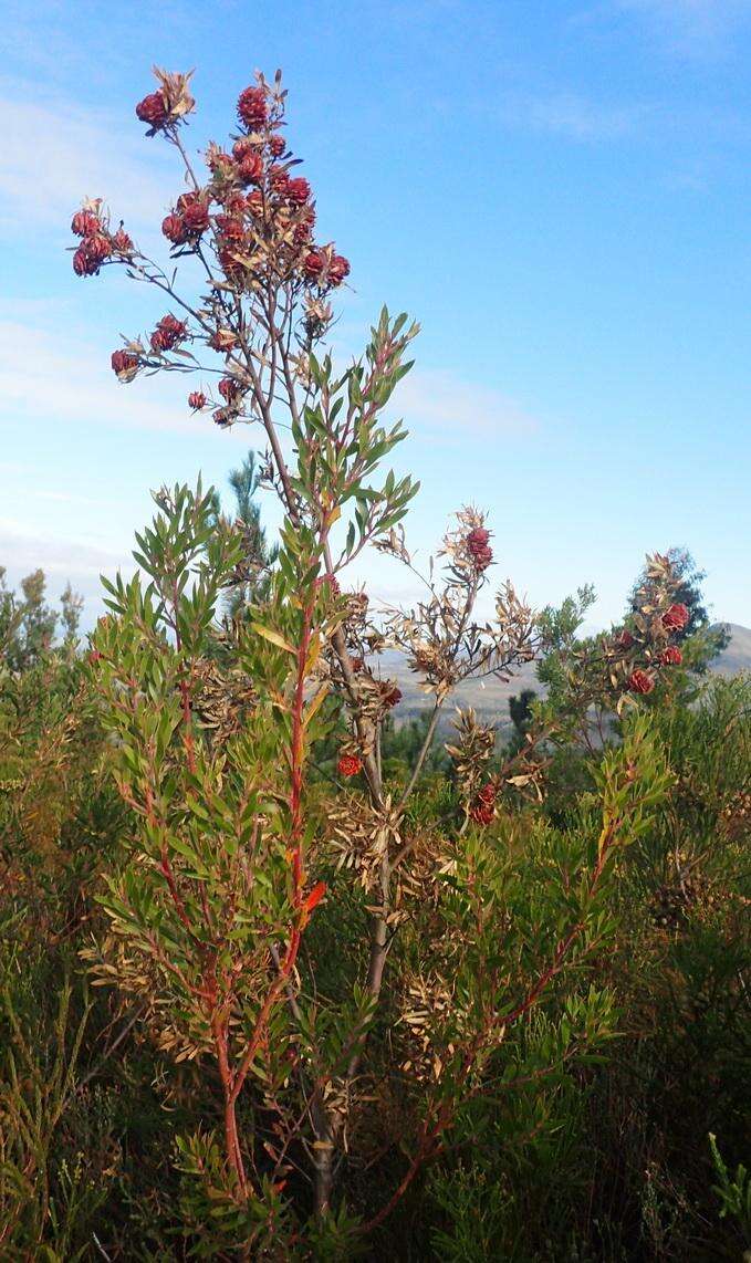 Imagem de Leucadendron conicum (Lam.) I. Williams